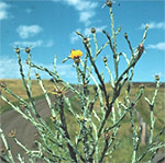 Yellow Starthistle