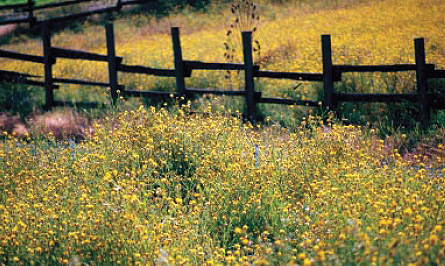 Yellow Starthistle