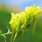 Yellow Toadflax