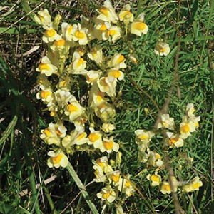 Yellow Toadflax