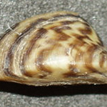 Zebra Mussels