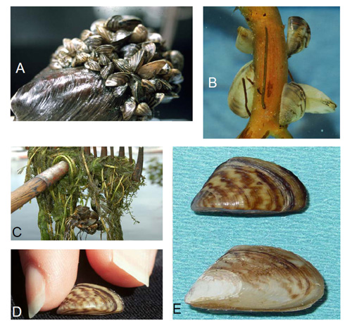 Zebra Mussels 